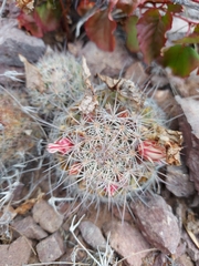 Mammillaria johnstonii