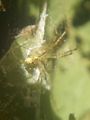 Pityohyphantes
