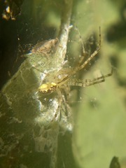 Pityohyphantes