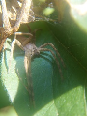 Pityohyphantes