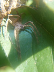 Pityohyphantes