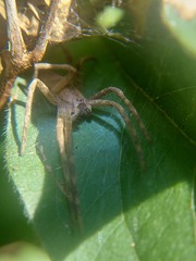 Pityohyphantes