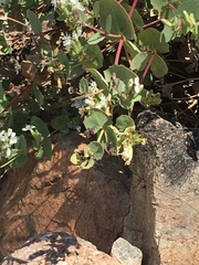 Guardiola platyphylla