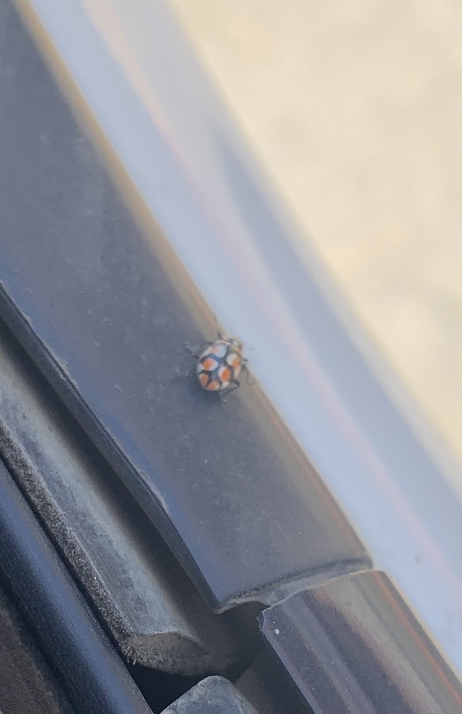 Eriopis chilensis