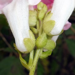 Antirrhinum majus