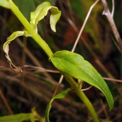 Antirrhinum majus