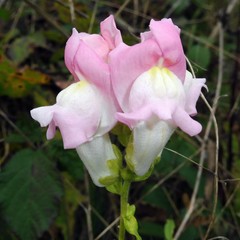 Antirrhinum majus