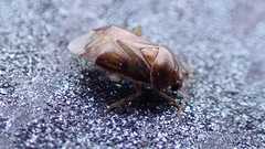 Deraeocoris lutescens