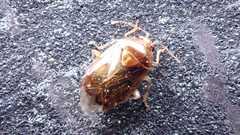 Deraeocoris lutescens