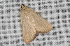 Hypsopygia albidalis