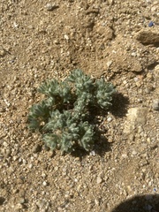 Lasiopogon