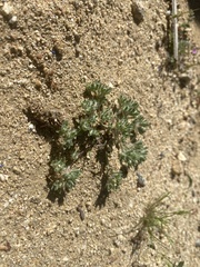 Lasiopogon