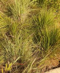 Polygala hottentotta