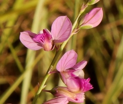 Polygala hottentotta
