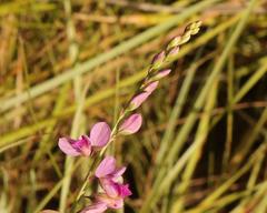 Polygala hottentotta