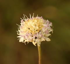 Cephalaria natalensis