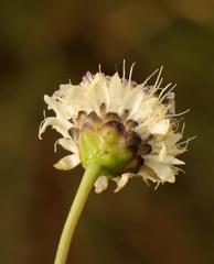 Cephalaria natalensis