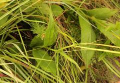 Cephalaria natalensis