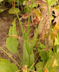 Cephalaria natalensis