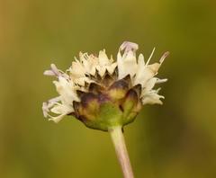 Cephalaria natalensis