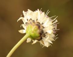 Cephalaria natalensis