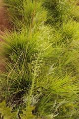 Alepidea setifera