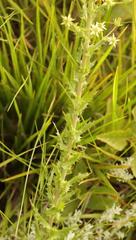 Alepidea setifera