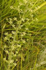 Alepidea setifera