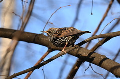 Sturnus vulgaris