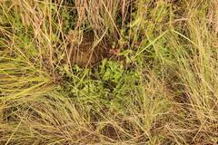 Ranunculus multifidus