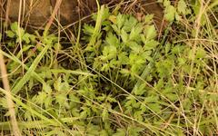 Ranunculus multifidus