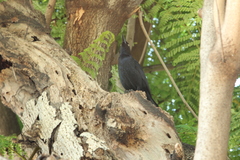 Quiscalus niger