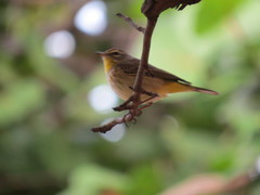 Setophaga palmarum