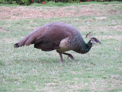 Pavo cristatus