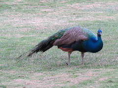 Pavo cristatus