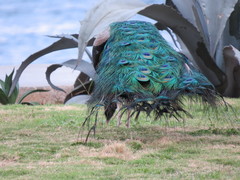 Pavo cristatus