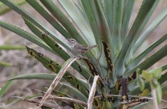 Campylorhynchus yucatanicus