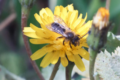 Andrena