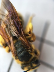 Andrena prunorum