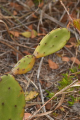 Opuntia humifusa var. ammophila image