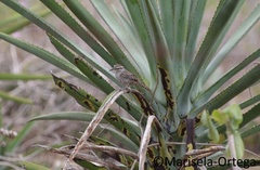 Campylorhynchus yucatanicus