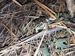 Bufotes viridis balearicus
