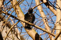 Sturnus vulgaris