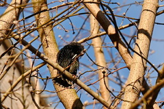 Sturnus vulgaris