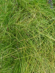 Eleocharis baldwinii