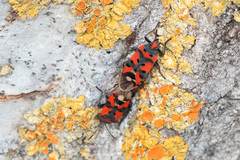 Lygaeus equestris lactans