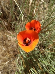 Calochortus kennedyi