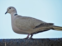 Streptopelia decaocto