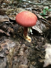 Cortinarius marylandensis