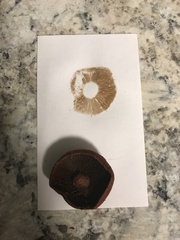 Cortinarius marylandensis